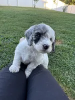 Olive, a female Aussiedoodle and Bernedoodle for sale in Claremont, NC – 8 of 10