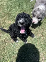 Muffin, a female Aussiedoodle and Bernedoodle for sale in Claremont, NC – 3 of 7