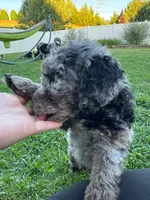 Biscuit, a male Aussiedoodle and Bernedoodle for sale in Claremont, NC – 10 of 10