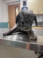 Biscuit, a male Aussiedoodle and Bernedoodle for sale in Claremont, NC – 7 of 10