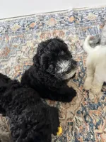 Fernie, a female Aussiedoodle and Bernedoodle for sale in Claremont, NC – 5 of 8