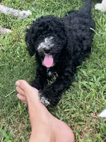 Muffin, a female Aussiedoodle and Bernedoodle for sale in Claremont, NC – 4 of 7