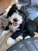 Maple, a female Aussiedoodle and Bernedoodle for sale in Claremont, NC – 3 of 6