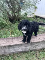 Muffin, a female Aussiedoodle and Bernedoodle for sale in Claremont, NC – 2 of 7