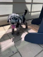 Biscuit, a male Aussiedoodle and Bernedoodle for sale in Claremont, NC – 9 of 10