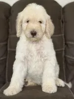 Prince, a male Poodle - Standard  for sale in Sacramento, CA – 8 of 10