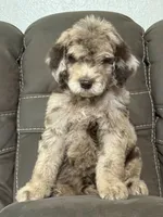 Duke, a male Poodle - Standard  for sale in Sacramento, CA – 4 of 10