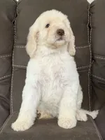 Prince, a male Poodle - Standard  for sale in Sacramento, CA – 5 of 10