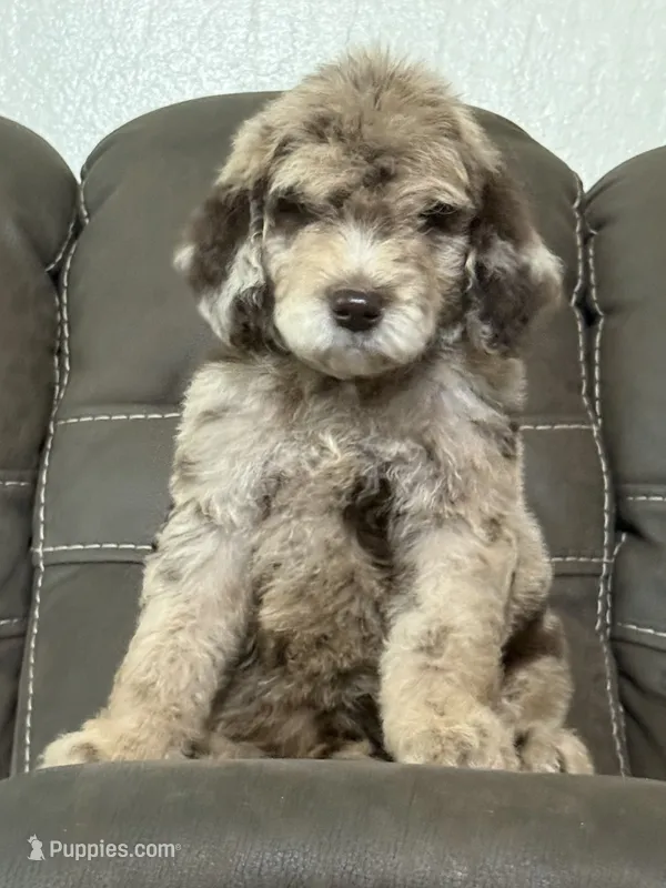 Duke – Poodle - Standard  puppy for sale in Sacramento, CA