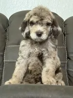 Duke, a male Poodle - Standard  for sale in Sacramento, CA – 3 of 10