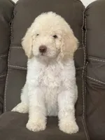 Noble, a male Poodle - Standard  for sale in Sacramento, CA – 5 of 9