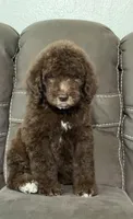 King, a male Poodle - Standard  for sale in Sacramento, CA – 6 of 10