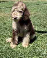 Baron, a male Poodle - Standard  for sale in Sacramento, CA – 4 of 10