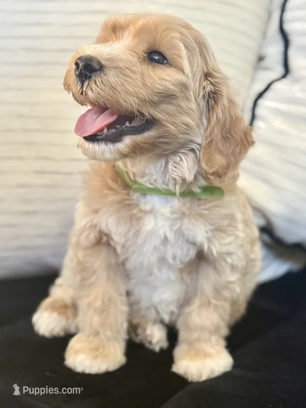 Cash – Miniature Goldendoodle puppy for sale in Sacramento, CA