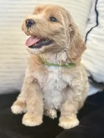 Cash, a male Miniature Goldendoodle for sale in Sacramento, CA – 1 of 7
