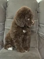 King, a male Poodle - Standard  for sale in Sacramento, CA – 7 of 10