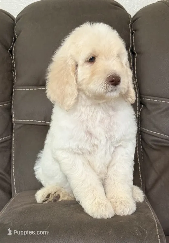 Prince – Poodle - Standard  puppy for sale in Sacramento, CA