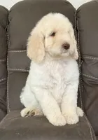 Prince, a male Poodle - Standard  for sale in Sacramento, CA – 3 of 10