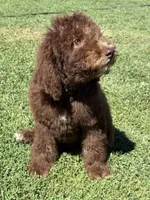 King, a male Poodle - Standard  for sale in Sacramento, CA – 3 of 10