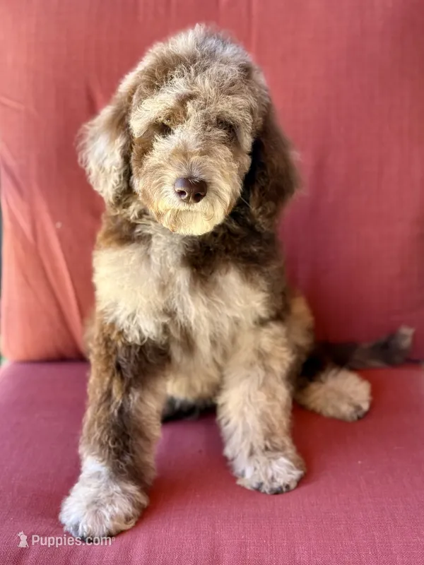 Baron – Poodle - Standard  puppy for sale in Sacramento, CA