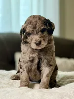 Duke, a male Poodle - Standard  for sale in Sacramento, CA – 1 of 2