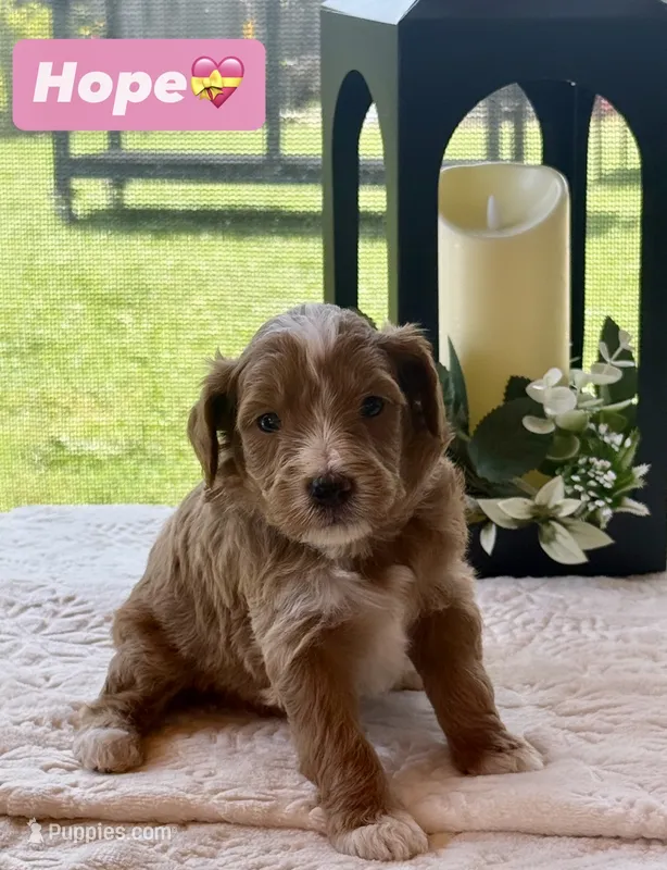 Hope – Miniature Goldendoodle puppy for sale in Sacramento, CA