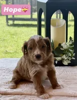 Hope, a female Miniature Goldendoodle for sale in Sacramento, CA – 1 of 3