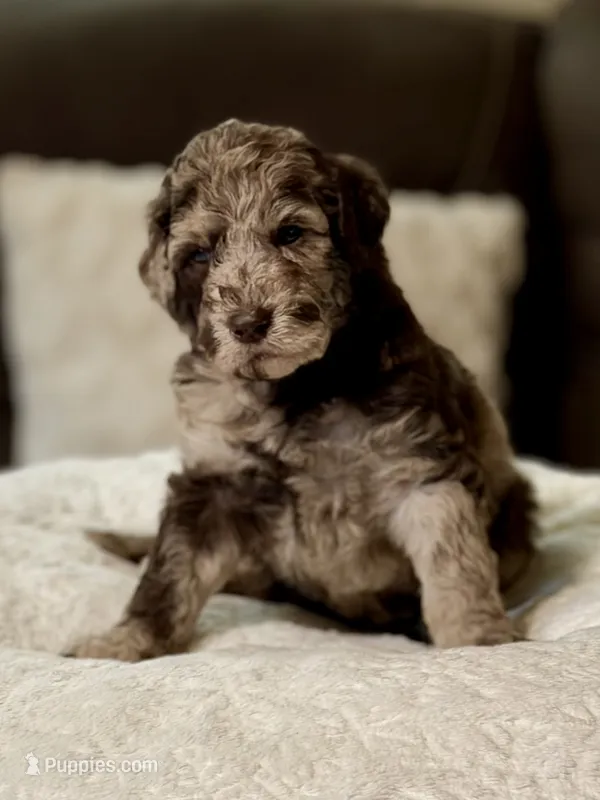 Baron – Poodle - Standard  puppy for sale in Sacramento, CA