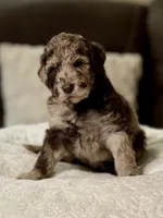Baron, a male Poodle - Standard  for sale in Sacramento, CA – 1 of 2