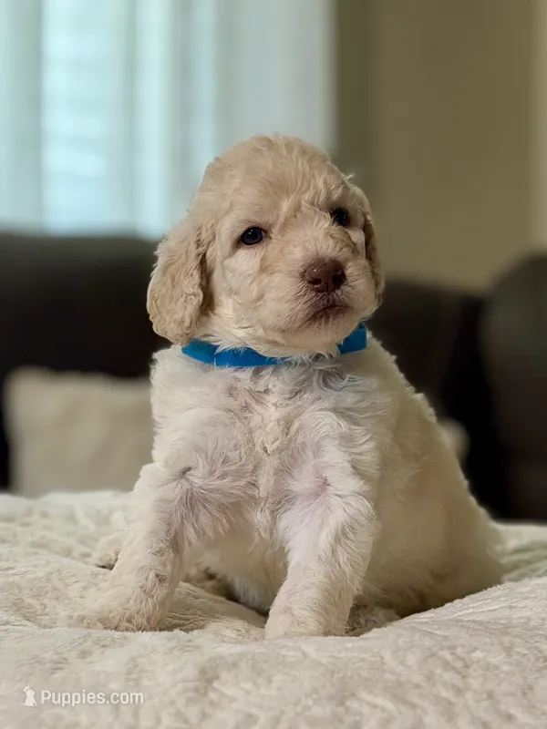 Noble – Poodle - Standard  puppy for sale in Sacramento, CA
