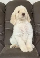 Prince, a male Poodle - Standard  for sale in Sacramento, CA – 4 of 10
