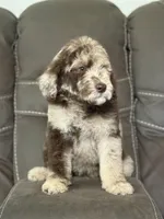 Baron, a male Poodle - Standard  for sale in Sacramento, CA – 7 of 10