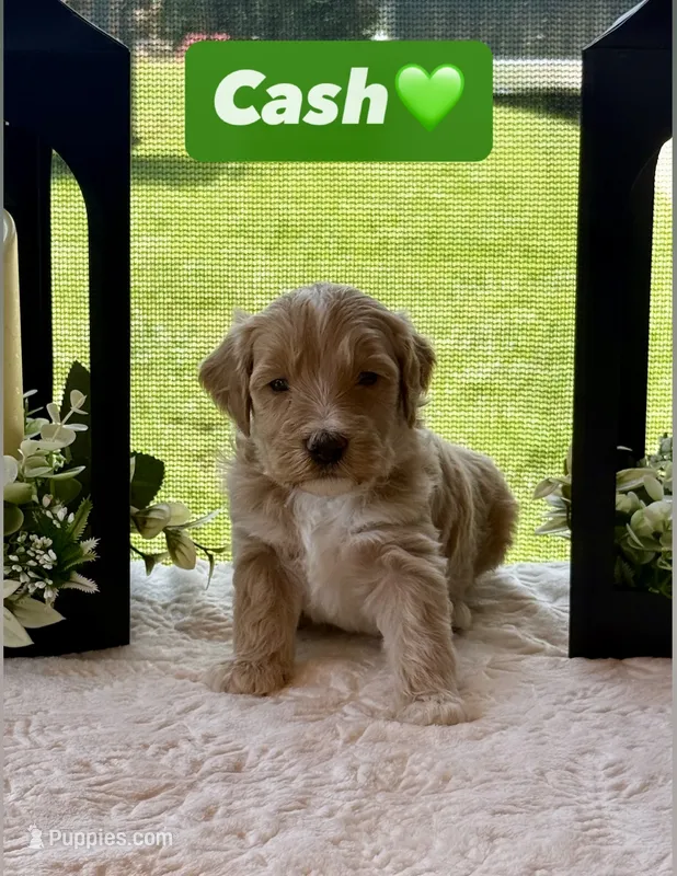 Cash – Miniature Goldendoodle puppy for sale in Sacramento, CA