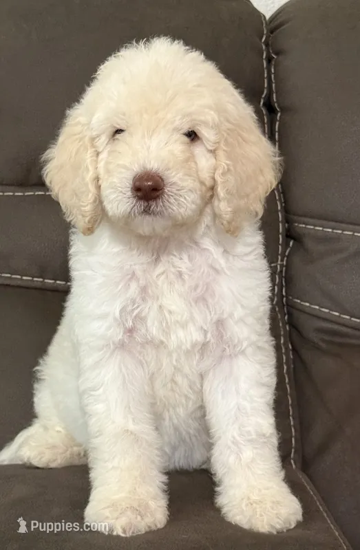 Noble – Poodle - Standard  puppy for sale in Sacramento, CA