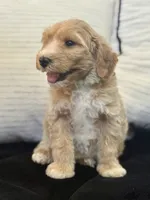 Cash, a male Miniature Goldendoodle for sale in Sacramento, CA – 3 of 7