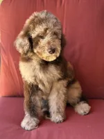 Baron, a male Poodle - Standard  for sale in Sacramento, CA – 2 of 10