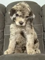 Duke, a male Poodle - Standard  for sale in Sacramento, CA – 6 of 10