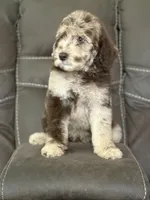 Baron, a male Poodle - Standard  for sale in Sacramento, CA – 8 of 10