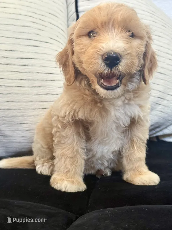 Cash – Miniature Goldendoodle puppy for sale in Sacramento, CA