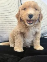 Cash, a male Miniature Goldendoodle for sale in Sacramento, CA – 2 of 7
