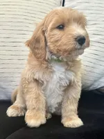 Cash, a male Miniature Goldendoodle for sale in Sacramento, CA – 4 of 7