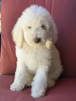 Noble, a male Poodle - Standard  for sale in Sacramento, CA – 1 of 9