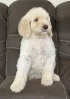 Prince, a male Poodle - Standard  for sale in Sacramento, CA – 6 of 10