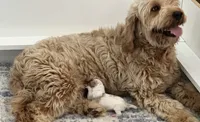 Saint, a male Miniature Goldendoodle for sale in Sacramento, CA – 3 of 3