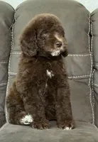 King, a male Poodle - Standard  for sale in Sacramento, CA – 5 of 10
