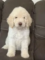 Noble, a male Poodle - Standard  for sale in Sacramento, CA – 6 of 9