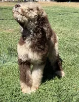 Baron, a male Poodle - Standard  for sale in Sacramento, CA – 3 of 10