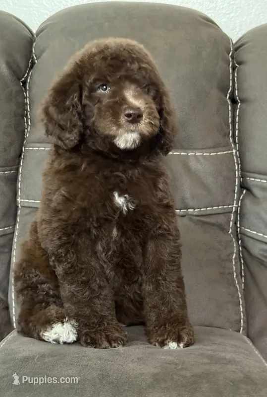 King – Poodle - Standard  puppy for sale in Sacramento, CA