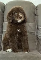 King, a male Poodle - Standard  for sale in Sacramento, CA – 4 of 10