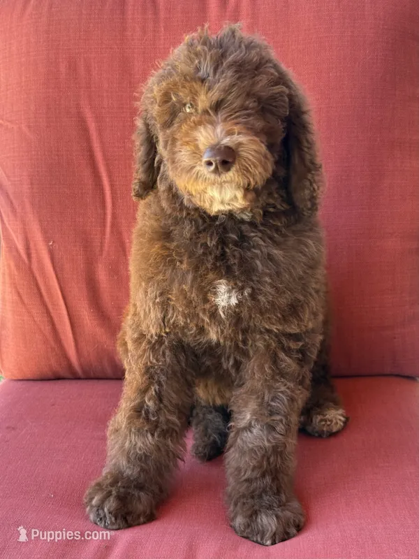 King – Poodle - Standard  puppy for sale in Sacramento, CA